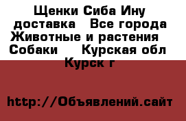 Щенки Сиба Ину доставка - Все города Животные и растения » Собаки   . Курская обл.,Курск г.